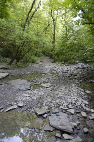 creek-300x452